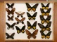 Die Schmetterlingssammlung gehört mit fast 25.000 Exponaten zu den größten Teilsammlungen der Zoologischen Sammlung.