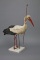 Der "Rostocker Pfeilstorch" von 1822 gilt als ältester Beleg für den Fernzug von Vögeln und ist heute das Logo der Zoologischen Sammlung.