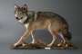 Der Wolf unserer Sammlung stammt aus Mecklenburg-Vorpommern und ist ein Beleg für die Rückkehr dieses Raubtieres nach Deutschland.